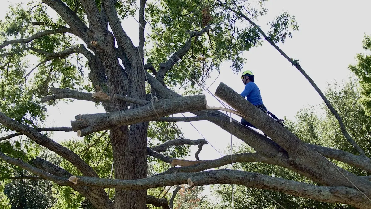 Professional Crown Thinning performed by certified arborists in Free Soil